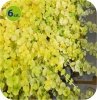Lysimachia Goldilocks 6 sztuk